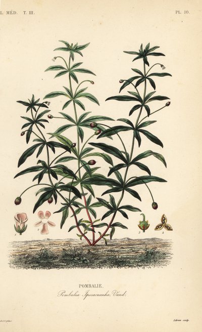 Hybanthus calceolaria, Hybanthus calceolaria da Unbekannt