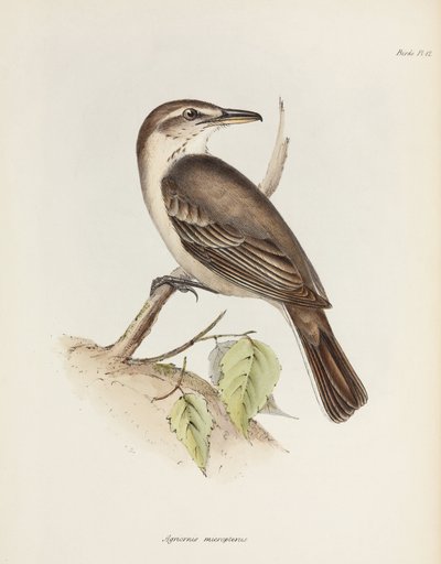 Averla tiranna dal ventre grigio, c. 1832-1836 da Unbekannt