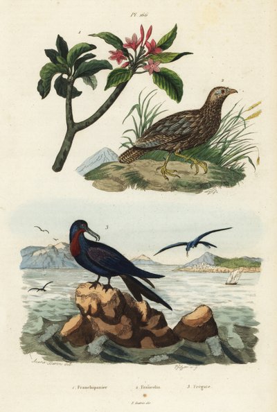 Francolino dalle ali grigie, Scleroptila afra, fregata maggiore, Fregata minor, e frangipani rosso, Plumeria rubra da Unbekannt