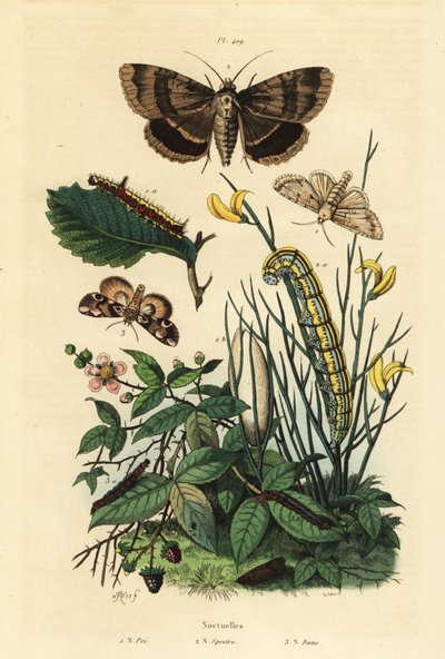 Farfalla pugnale grigia e larva, Acronicta psi 1, farfalla Apopestes spectrum e larva 2, farfalla fiore di pesco e bruco, Thyatira batis 3 da Unbekannt