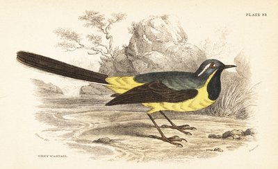 Ballerina gialla, Motacilla cinerea. 1889 (incisione) da Unbekannter Künstler