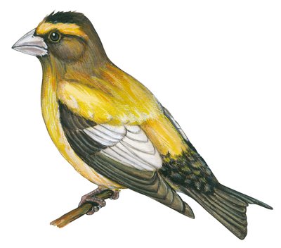 Gros bec errant - Frosone vespertino (Coccothraustes vespertinus) da Unbekannter Künstler
