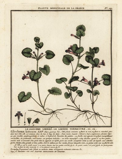 Edera terrestre, Glechoma hederacea da Unbekannter Künstler