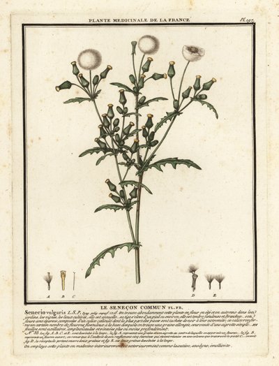 Senecio vulgaris da Unbekannter Künstler