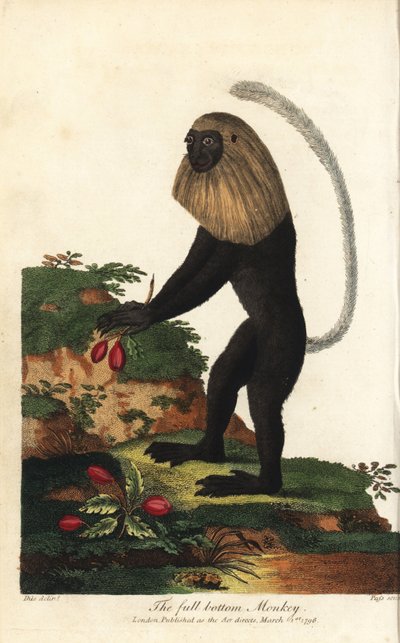 Colobo bianco e nero dell