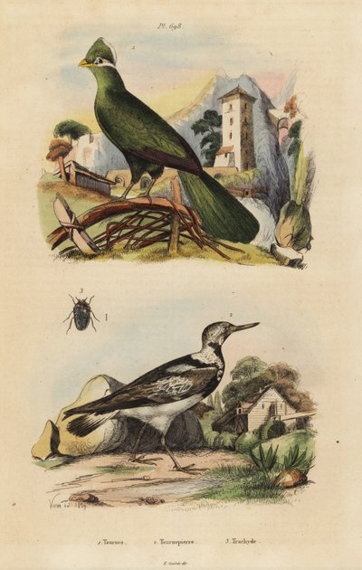 Turaco della Guinea, Tauraco persa, e torcicollo eurasiatico, Jynx torquilla da Unbekannt