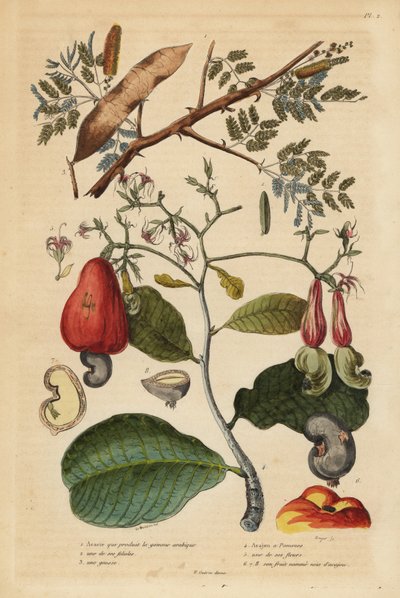 Albero di gomma arabica, Senegalia senegal (Acacia verek) e albero di anacardio, Anacardium occidentale da Unbekannt