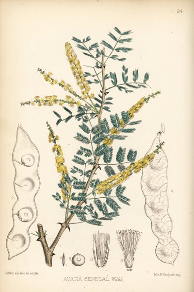 Gomma arabica, gomma verek o hashab, Acacia senegal. Litografia colorata a mano di Hanhart da un