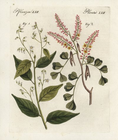 Albero di benzoino, Styrax benzoin e legno di campeggio, Haematoxylon campechianum. Incisione a mano colorata da 