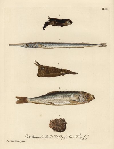 Gurnard, specie Chelidonichthys 1, pesce ago, Belone belone 2, pesce mucca a lungo corno, Lactoria cornuta 3, aringa, Clupea harengus 4, e pesce palla a poche spine, Chilomycterus reticulatus 5. Incisione a mano colorata da un