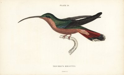 Colibrì dalle zampe pelose, Glaucis hirsutus. Incisione a mano colorata da William Lizars dal libro di Sir William Jardine