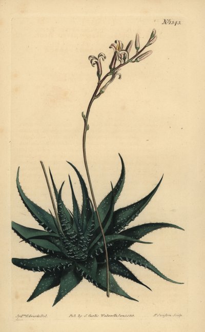 Aloe radula, Haworthia attenuata var. radula da Unbekannt