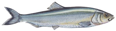Aringa - Aringa atlantica (Clupea harengus) da Unbekannter Künstler