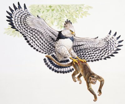 Aquila arpia, Harpia harpyja, cattura una scimmia cappuccina con i suoi artigli da Unbekannt