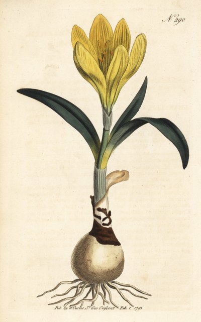 Raccolto - Narciso autunnale, Sternbergia lutea (Amarillide gialla, Amaryllis lutea) - Incisione a mano colorata dal Botanical Magazine di William Curtis, Londra da Unbekannter Künstler