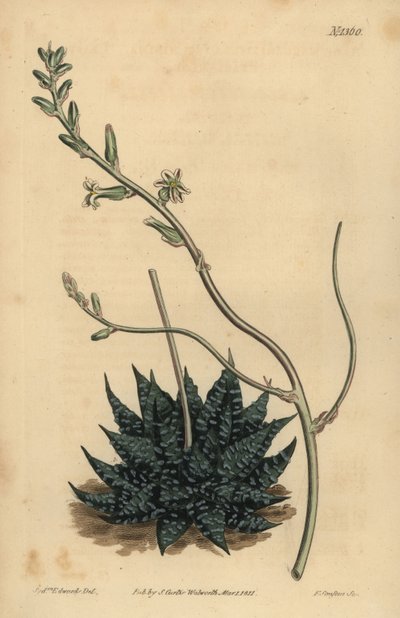 Haworthia minor o Tulista minima (Aloe perla minore, Aloe margaritifera minima) da Unbekannt
