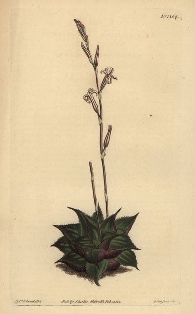 Haworthia mirabilis (Aloe mirabilis) da Unbekannt