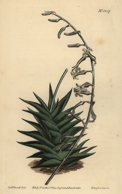 Haworthia viscosa (Aloe a foglie rigide, Aloe rigida) da Unbekannt