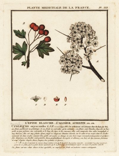 Biancospino, Crataegus rhipidophylla da Unbekannter Künstler