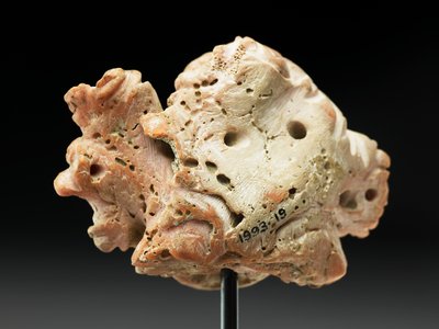 Testa di Medusa, da Bactria o Gandhara, II-I secolo a.C. da Unbekannt