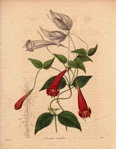 Manettia a foglia di cuore (Manettia cordifolia). Pianta rampicante con fogliame ovale e verde brillante, e abbondanti fiori tubolari rossi. Illustrazione di Augusta Innes Withers (1793-1877), in The Botanist, serie di Benjamin Maund in cinque volumi, pubb da Unbekannter Künstler