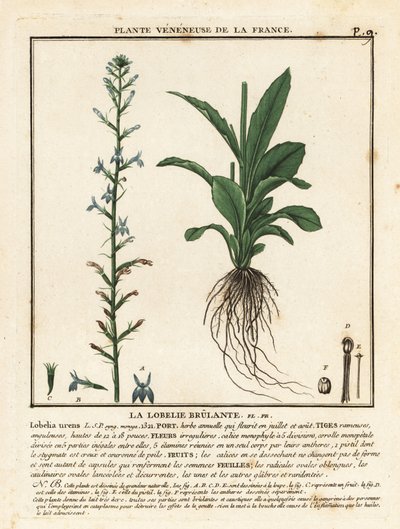 Lobelia delle brughiere da Unbekannter Künstler