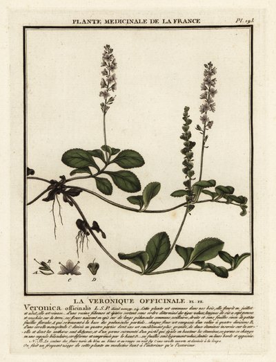 Veronica officinale, Veronica officinalis da Unbekannter Künstler