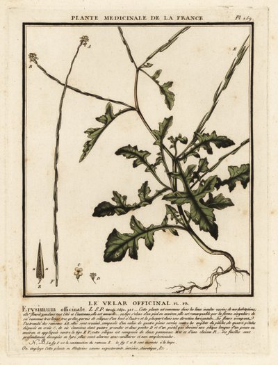 Senape selvatica, Sisymbrium officinale da Unbekannter Künstler