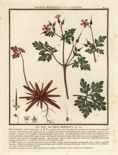 Geranio di San Roberto, Geranium robertianum da Unbekannter Künstler