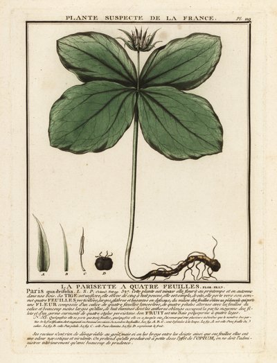 Erba-paris, Paris quadrifolia da Unbekannter Künstler