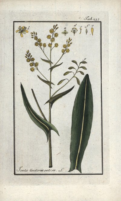 Erba di San Filippo (Isatis tinctoria sativa). Litografia da 