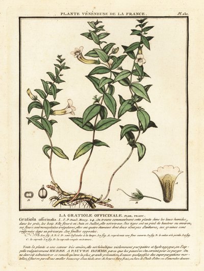 Erba della grazia, Gratiola officinalis da Unbekannter Künstler