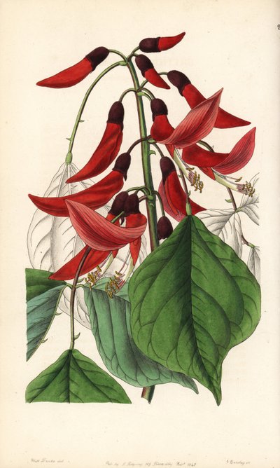 Eritrina erbacea o Carolina - Eritrina ibrida di Mr. Bidwell, Erythrina x bidwillii. Ibrido di Erythrina herbacea con Erythrina cristagalli. Incisione a rame colorata a mano di George Barclay da un