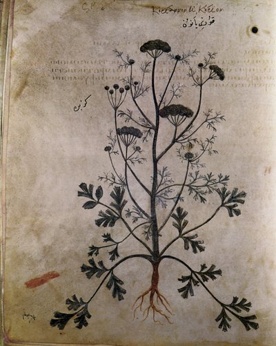 Erbari Coriandolo da Unbekannt