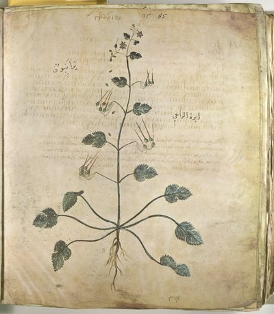 Erbe Geranio da Unbekannt