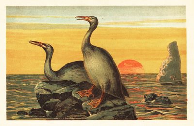 Hesperornis regalis, uccello estinto simile a un cormorano. 1908 da Unbekannter Künstler