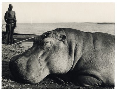 Ippopotamo da Unbekannter Künstler