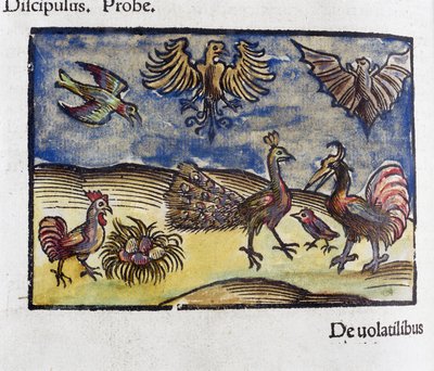 Histoire naturelle, zoologie 16e siècle: oiseaux et chauves-souris da Unbekannt