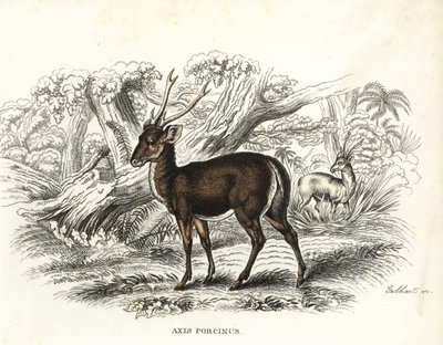 Cervo porcinus, Axis porcinus, in pericolo. Litografia colorata a mano di Gebhart dalla 