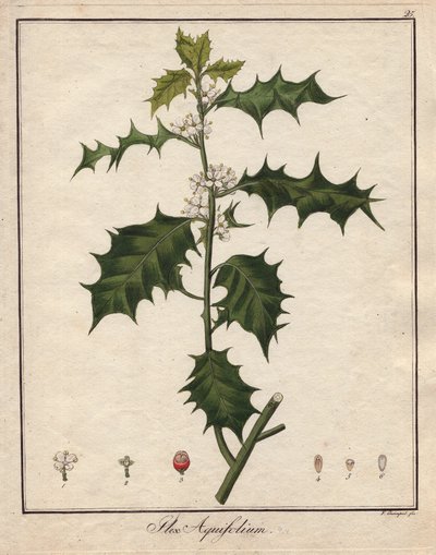 Agrifoglio (incisione colorata) da Unbekannter Künstler