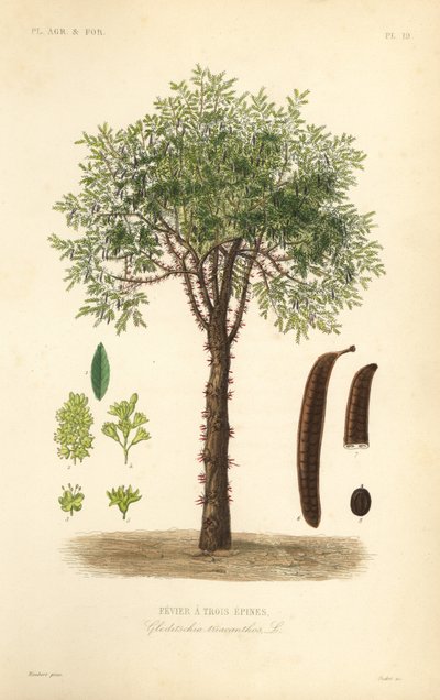 Gleditsia triacanthos, Gleditsia triacanthos da Unbekannt