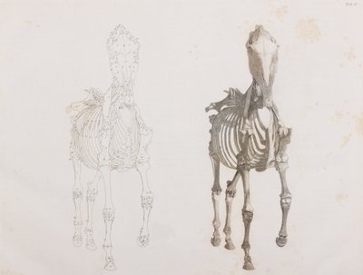 Scheletro di cavallo, vista frontale da Unbekannt