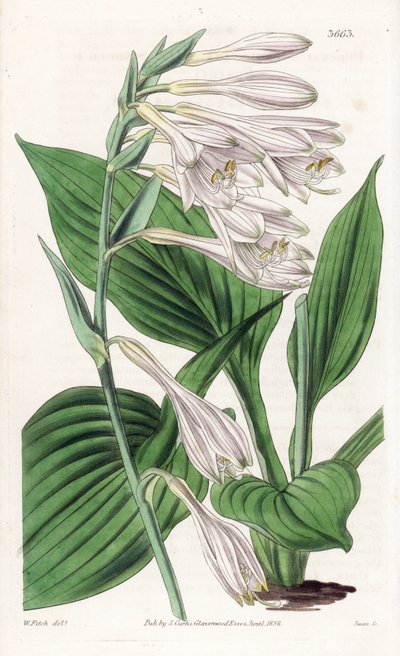 Hosta dal Giappone - Hosta sieboldii (funckia di Dr. Siebold). Incisione a mano colorata da 