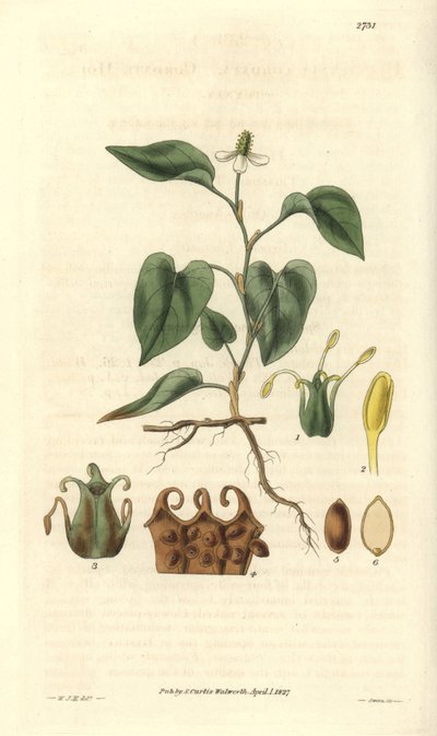 Houttuynia ha fiori bianchi, con dettagli di frutti, pistillo e stami. Varietà nativa dell