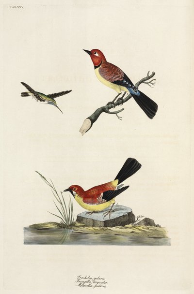Colibrì, fringuello e ballerina da Unbekannter Künstler