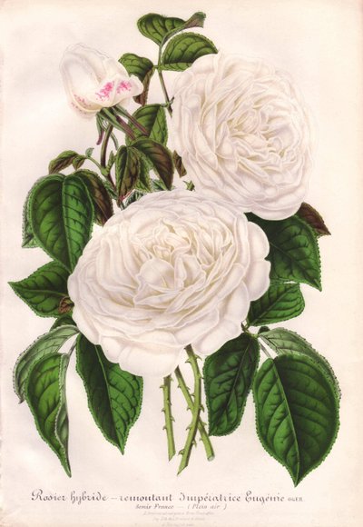 Rosa ibrida bianca, Imperatrice Eugenie, Imperatrice Eugenie. Cromolitografia disegnata e litografata da L. Stroobant per “L