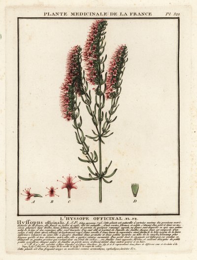 Hyssopus officinalis da Unbekannter Künstler