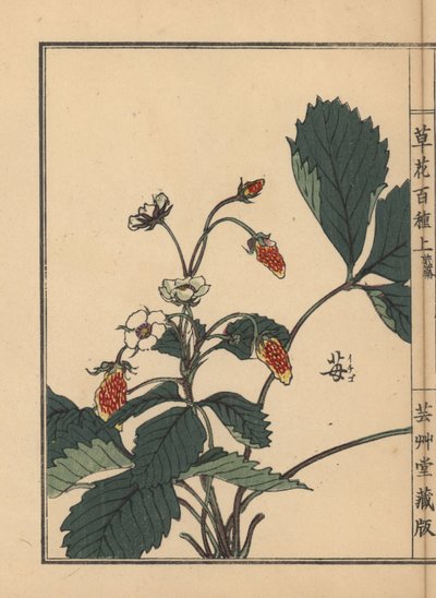 Ichigo o fragola, Fragaria ananassa. Incisione a mano colorata su blocco di legno di Kono Bairei dal libro Kusa Bana Hyakushu (Cento varietà di fiori), Tokyo, Yamada da Unbekannter Künstler