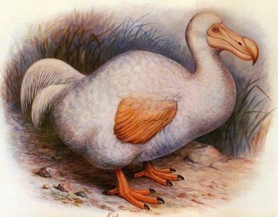 Illustrazione/Didus solitarius/Dodo bianco della Riunione/Solitario da Unbekannt