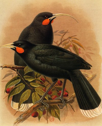 Illustrazione/Heteralocha acutirostris/Huia dimorfa/Huia da Unbekannt